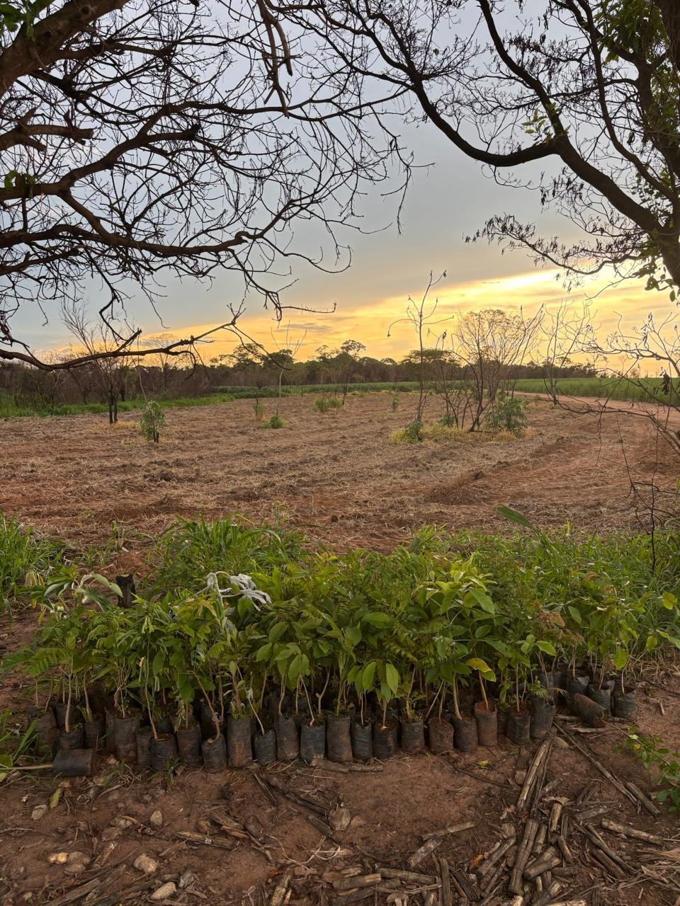 Plantio 1 — foto 20