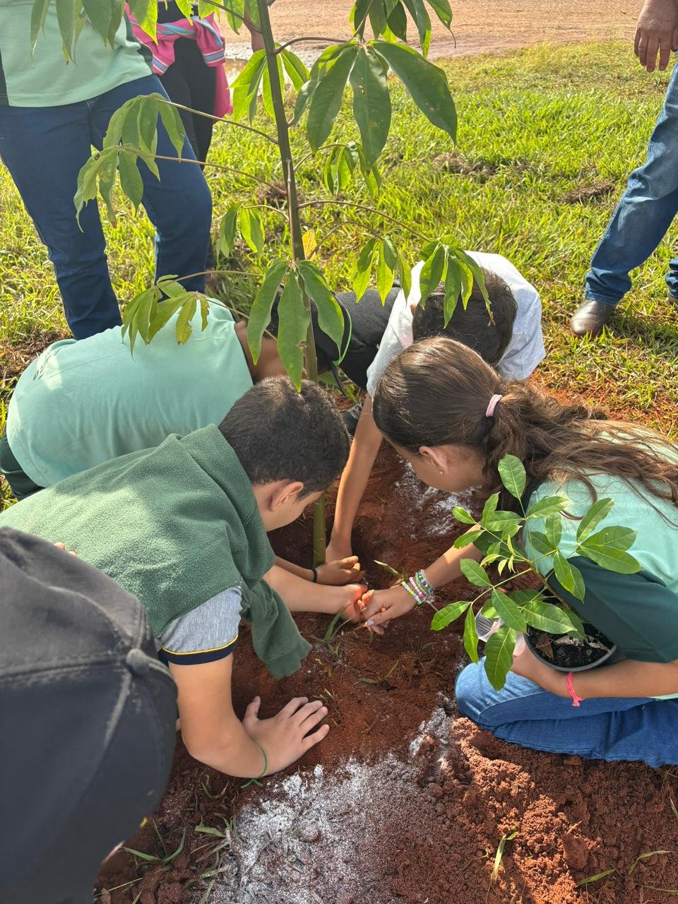 Plantio 13 — foto 2