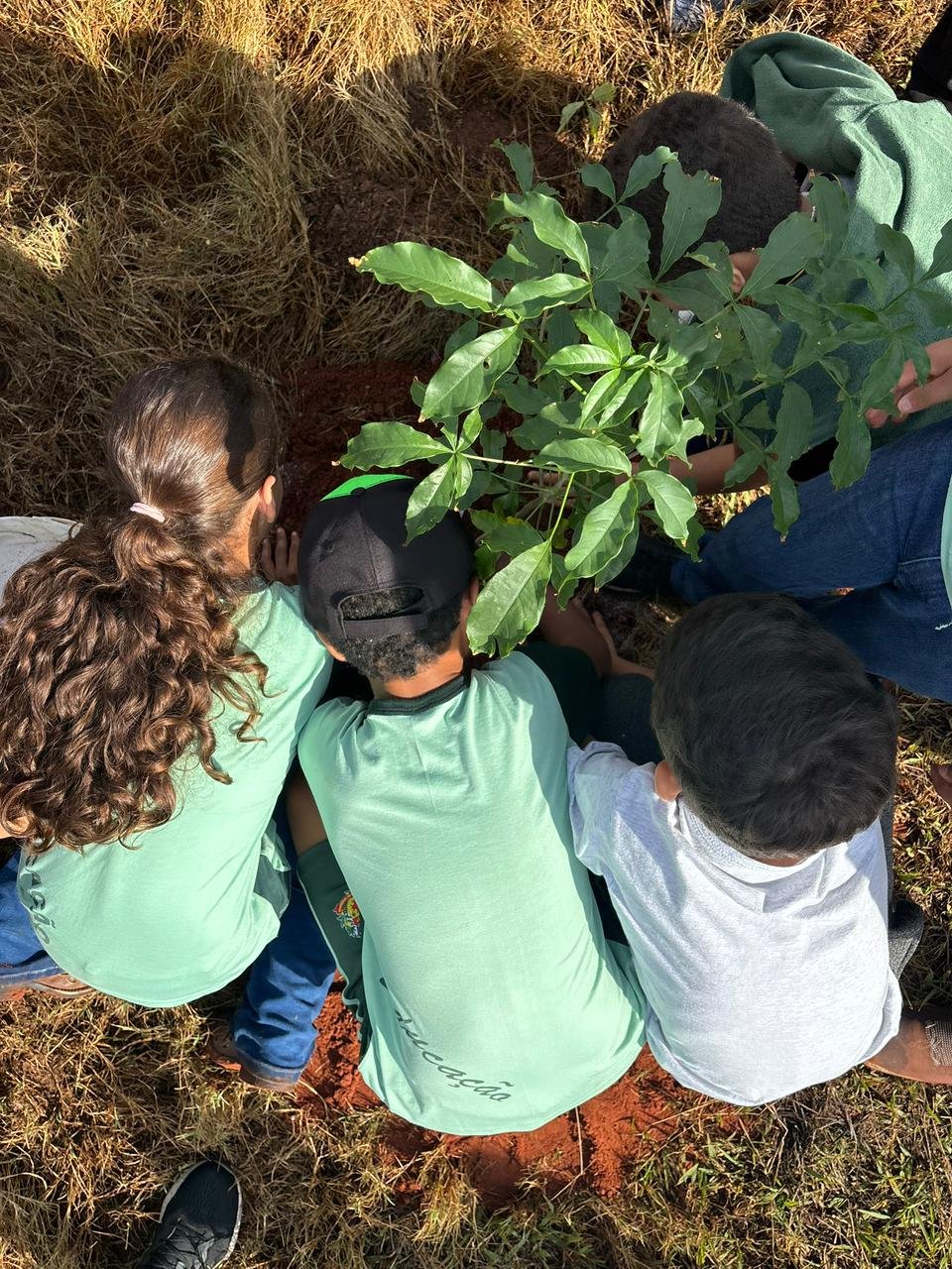 Plantio 13 — foto 4