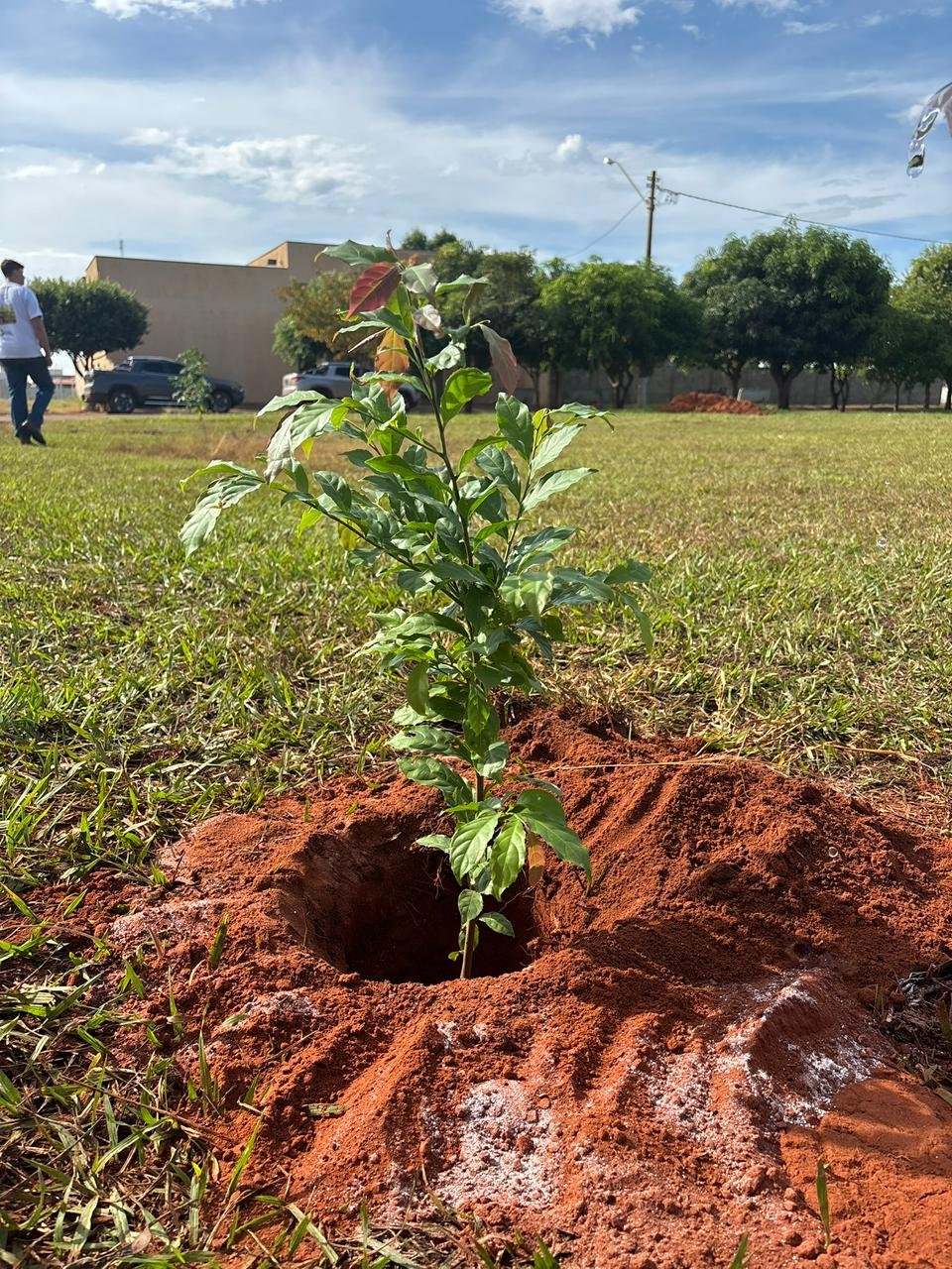 Plantio 13 — foto 5