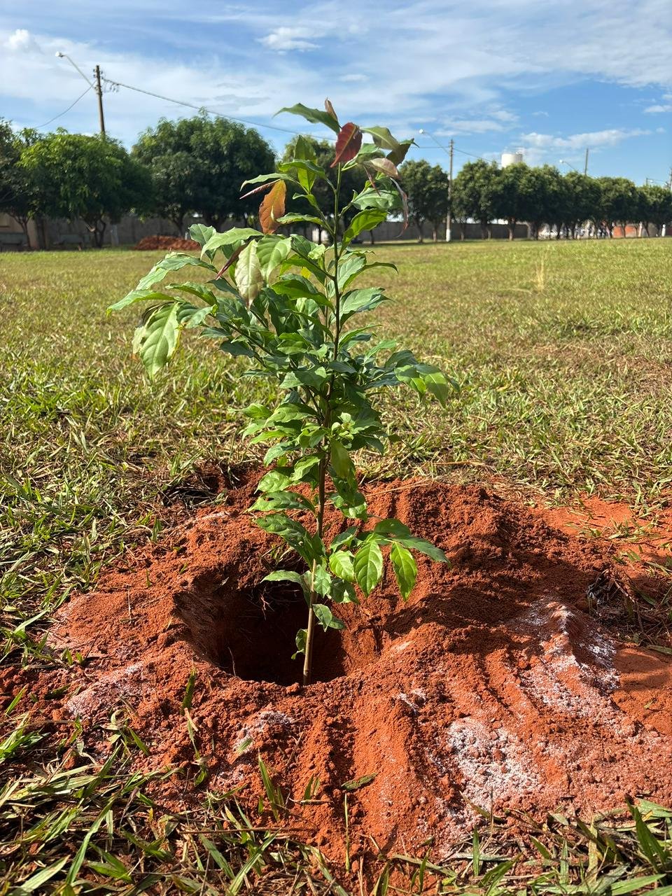 Plantio 13 — foto 8