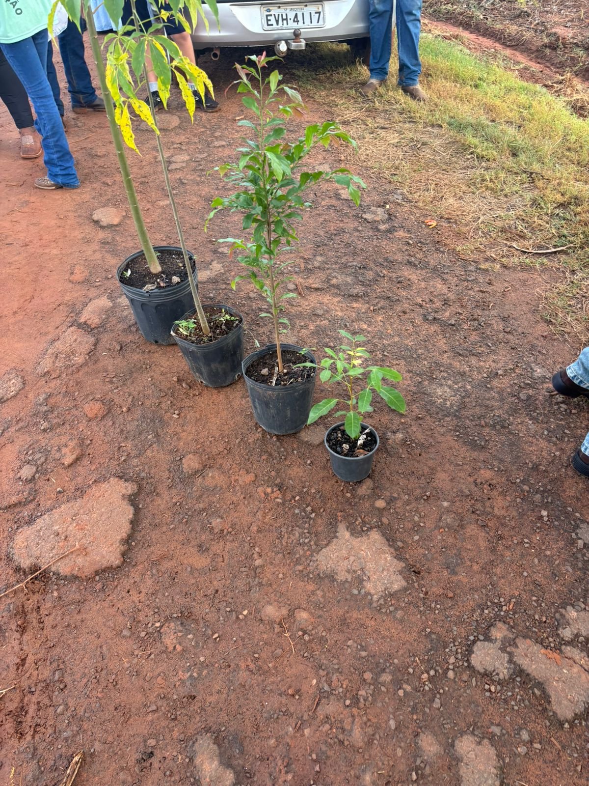 Plantio 13 — foto 44