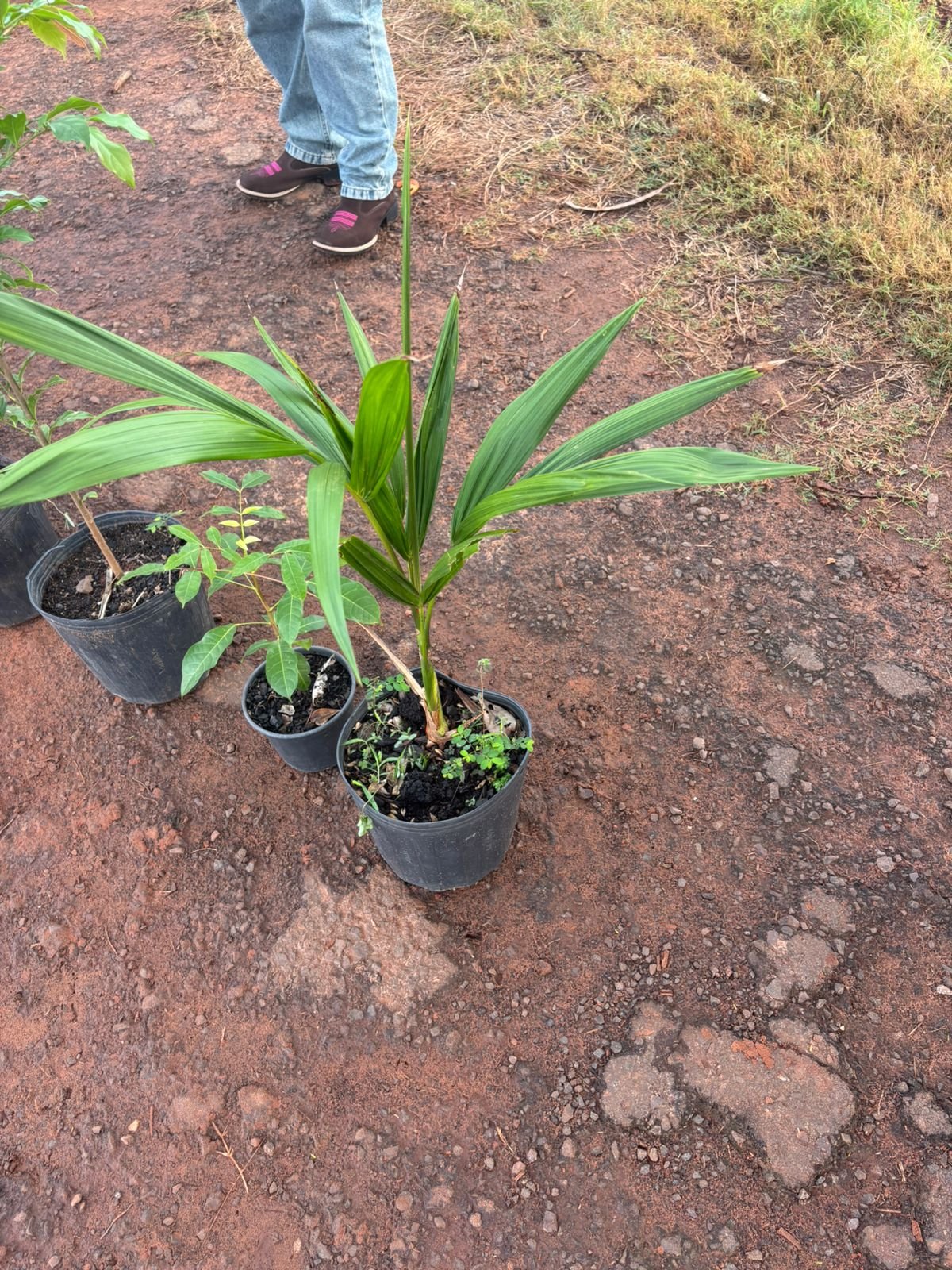 Plantio 13 — foto 45