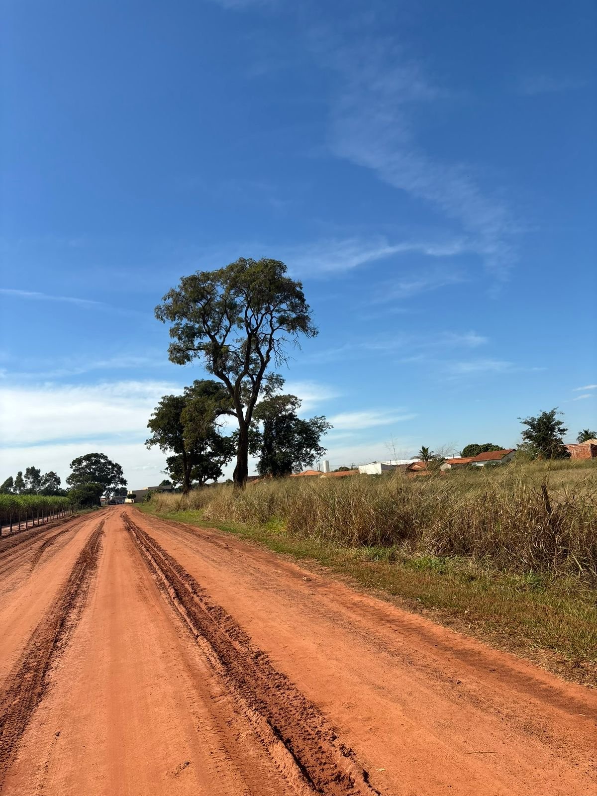 Plantio 13 — foto 50