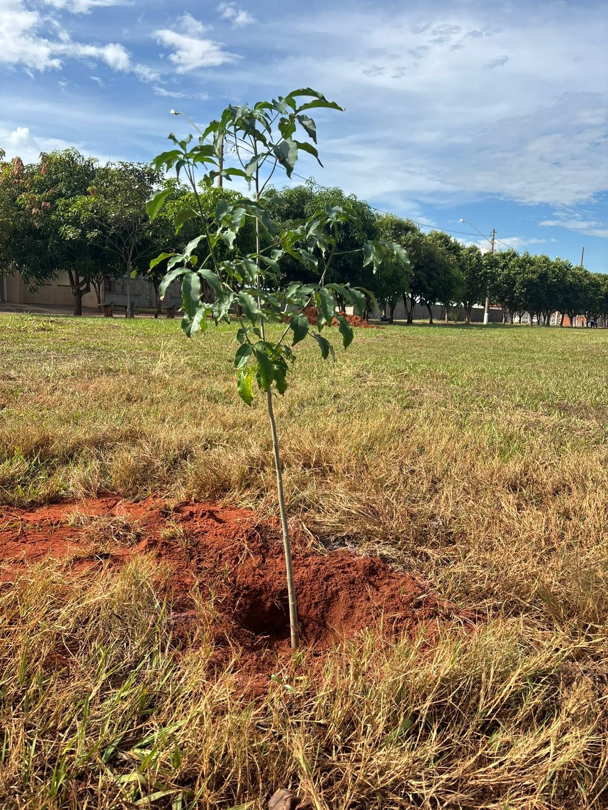 Plantio 13 — foto 51