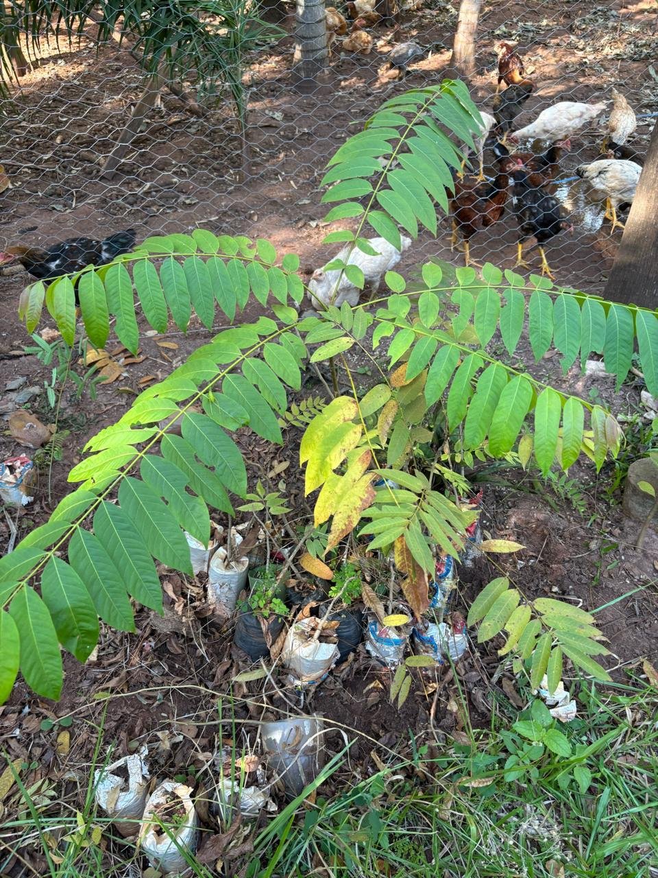 Plantio 2 — foto 5