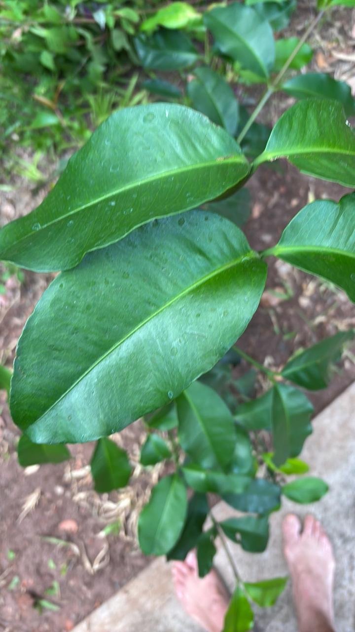 Plantio 2 — foto 65