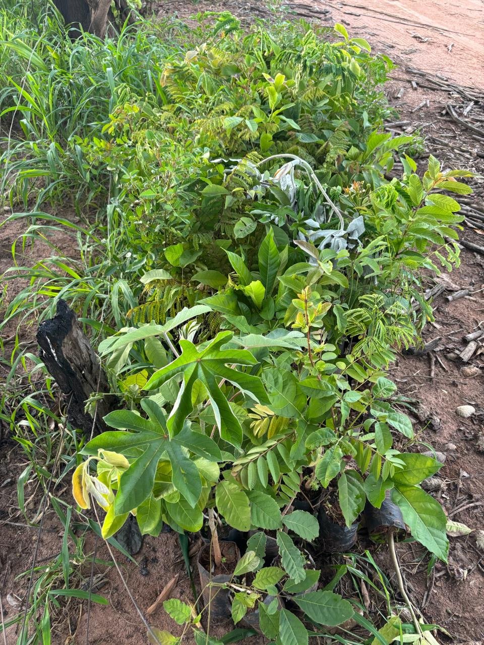 Plantio 3 — foto 1