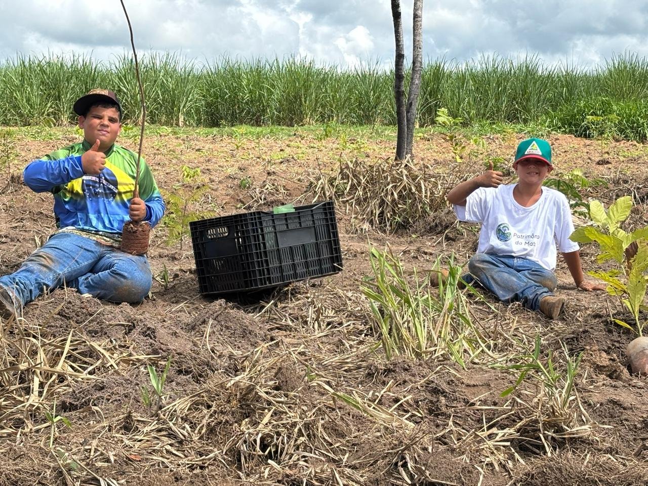 Plantio 3 — foto 12