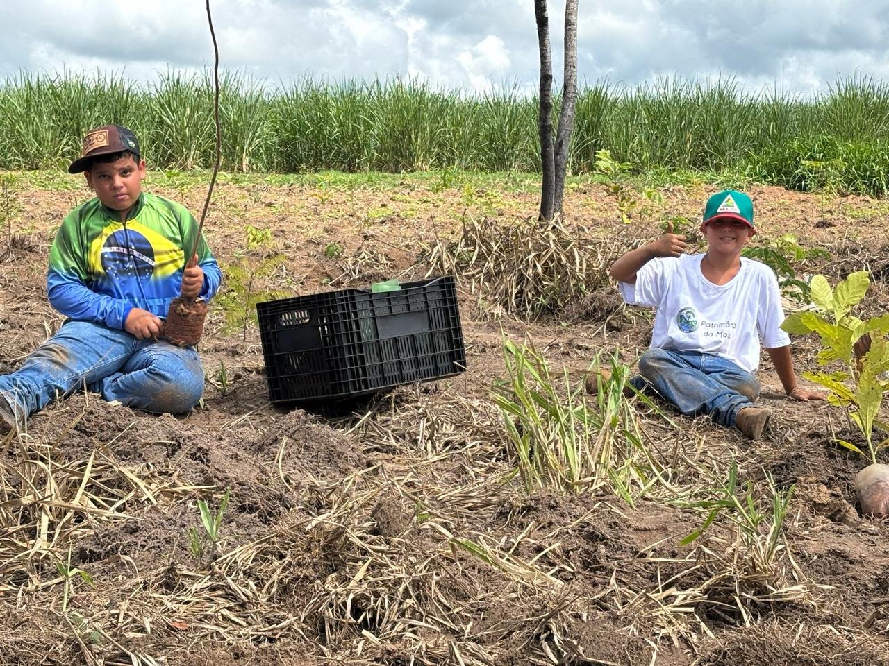 Plantio 3 — foto 14