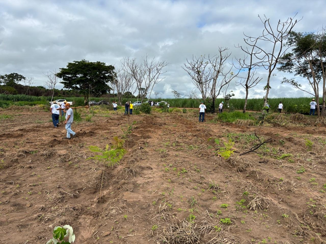 Plantio 3 — foto 15