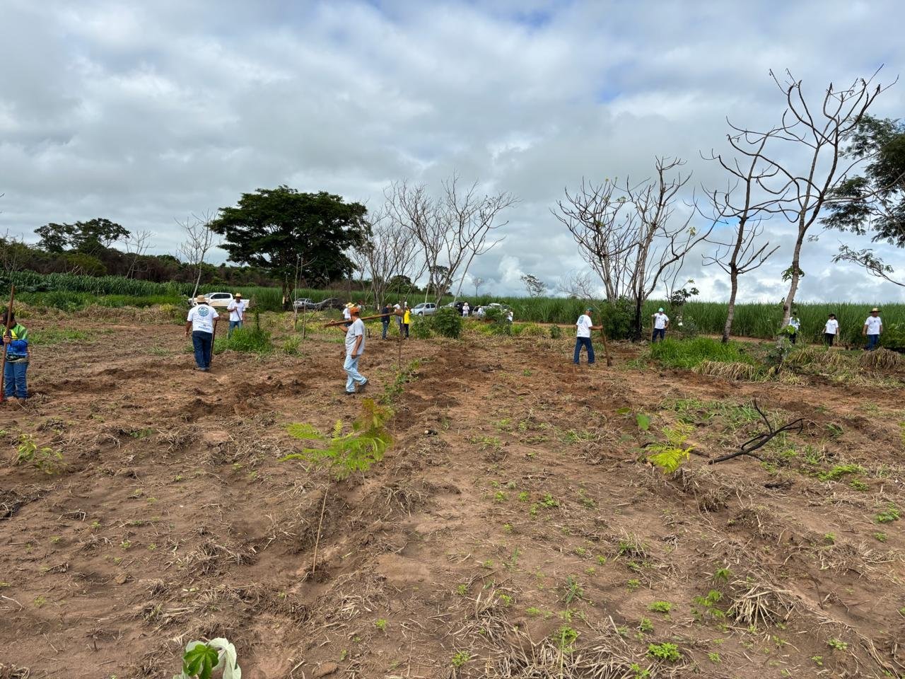 Plantio 3 — foto 18