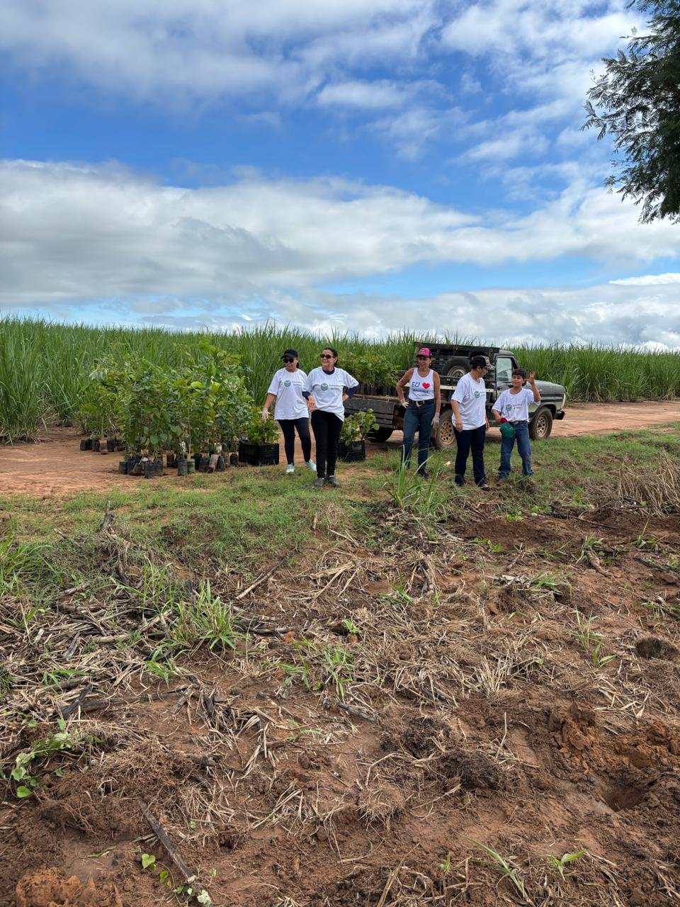 Plantio 3 — foto 19