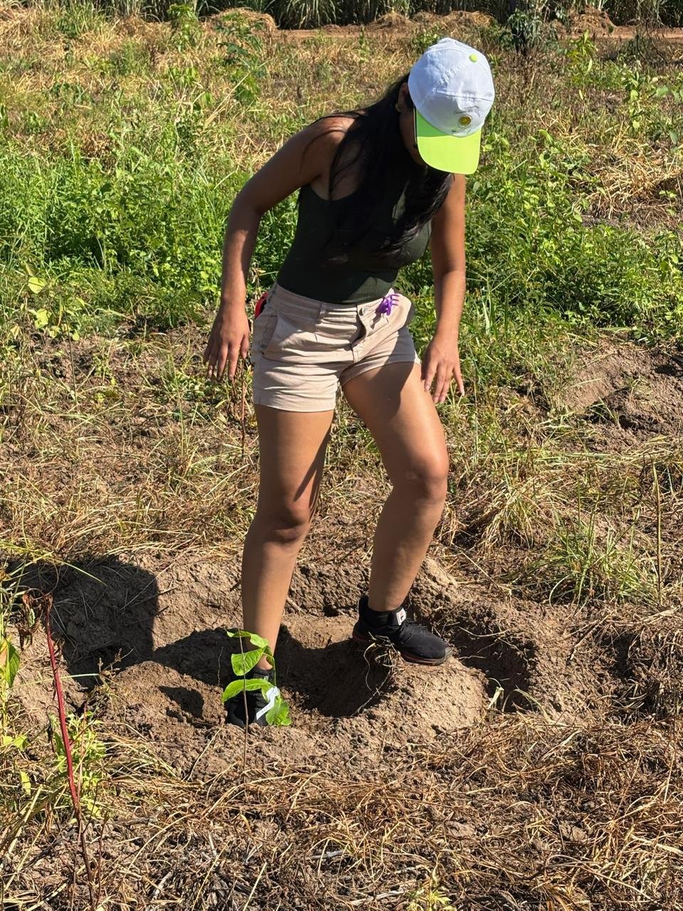 Plantio 4 — foto 51