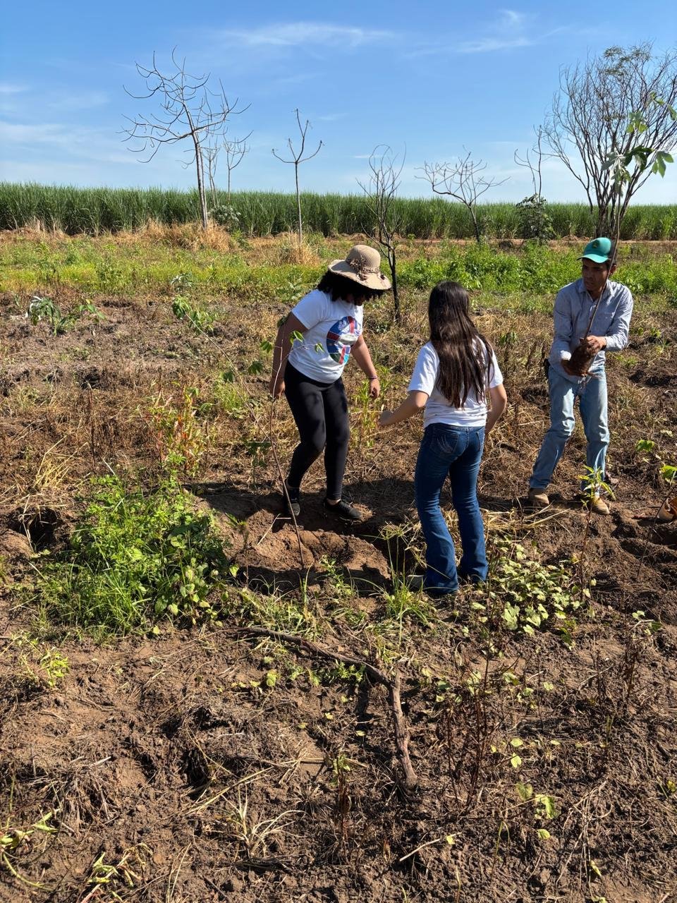 Plantio 4 — foto 52