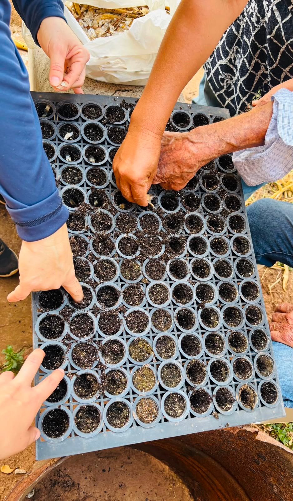 Projeto Fundo Casa — 10 mil mudas nativas